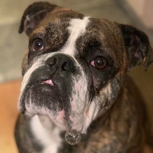 Meet your Posher, Joe